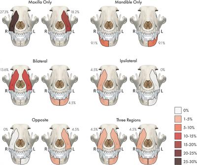 Clinicial-pathologic correlations of non-trauma related Odontodysplasia in 28 dogs: 2013-2023